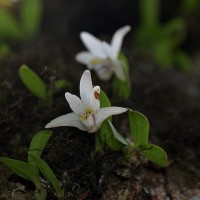 <i>Porpax braccata</i>  (Lindl.) Schuit., Y.P.Ng & H.A.Pedersen